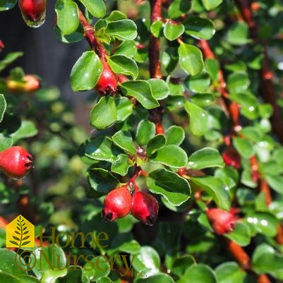 Cotoneaster apiculatus 