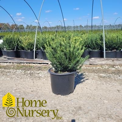 Cephalotaxus harringtonia 'Fritz Huber'