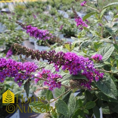 Buddleia x Lo & Behold® 'Blue Chip Jr'