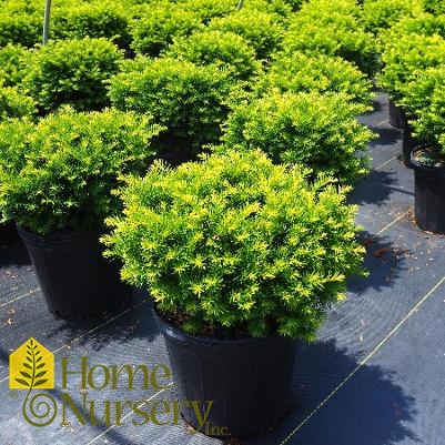 Taxus x media 'Everlow'