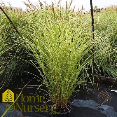 Miscanthus sinensis 'Variegatus'