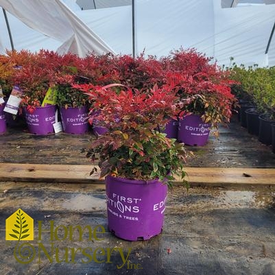 Nandina dom Cool Glow™ Pomegranate