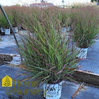 Panicum virgatum Prairie Winds® 'Cheyenne Sky'