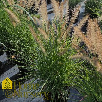 Pennisetum orientale 'Karley Rose'