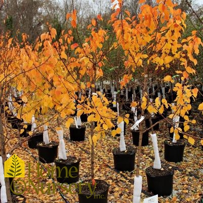 Prunus armeniaca 'Moongold'