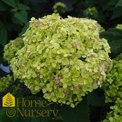 Hydrangea arborescens Lime Rickey®