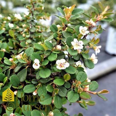 Cotoneaster procumbens Little Dipper®