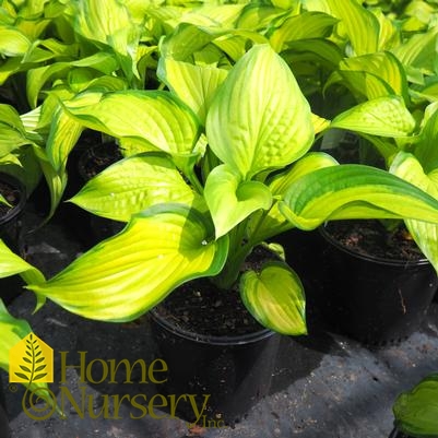 Hosta x 'Stained Glass'