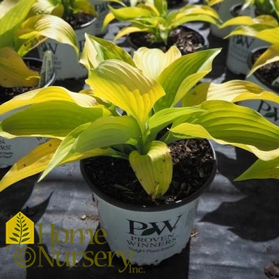 Hosta x Shadowland® 'Coast to Coast'