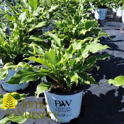 Hosta x Shadowland® 'Wheee!'