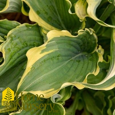 Hosta x Shadowland® 'Voices in the Wind'