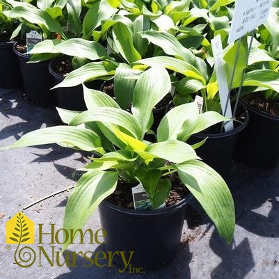 Hosta x 'Blue Angel'