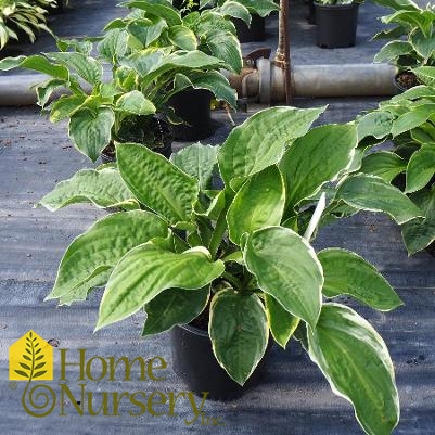 Hosta x 'Christmas Tree'