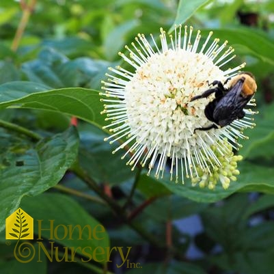 Cephalanthus occidentalis Fiber Optics®