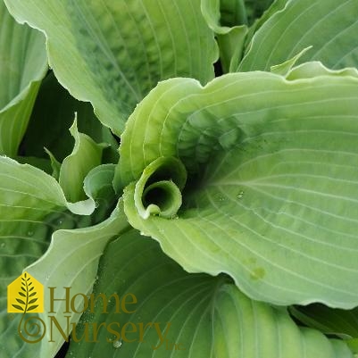 Hosta x Shadowland® 'Diamond Lake'