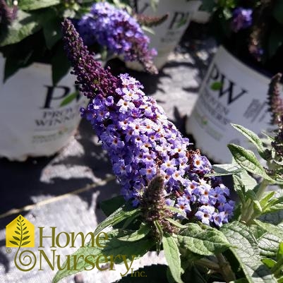 Buddleia x Pugster Blue®