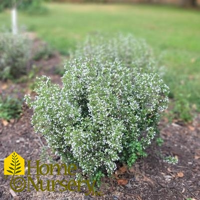 Calamintha nepeta subsp. nepeta 