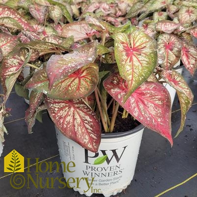 Caladium hortulanum Heart to Heart® 'Xplosion'