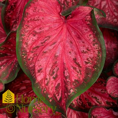 Caladium hortulanum Heart to Heart® 'Scarlet Flame'