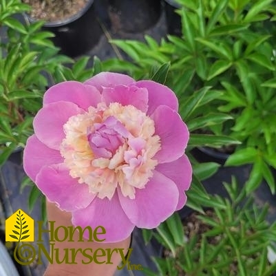 Paeonia lactiflora 'Sorbet'