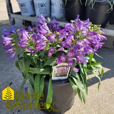 Penstemon barbatus Rock Candy® Blue