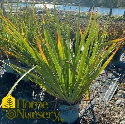 Iris versicolor 'Purple Flame'