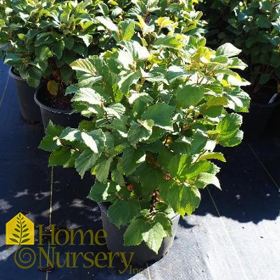 Fothergilla gardenii 