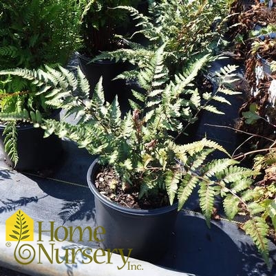 Athyrium niponicum pictum 'Godzilla'