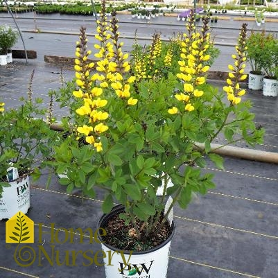 Baptisia x Decadence® 'Lemon Meringue'