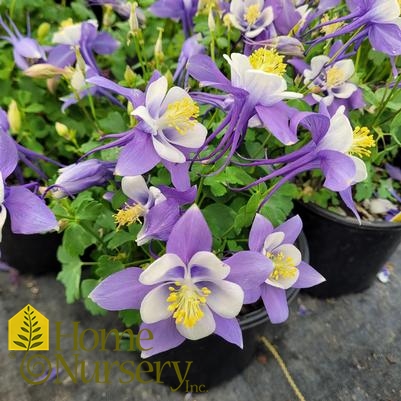 Aquilegia x Earlybird™ Blue White