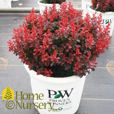 Berberis x Sunjoy® Mini Salsa