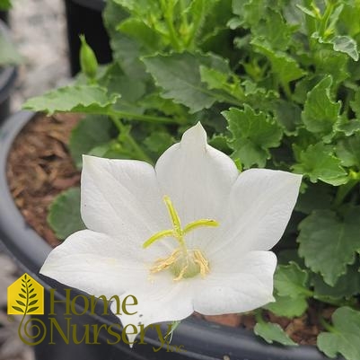 Campanula carpatica Pristar™ White