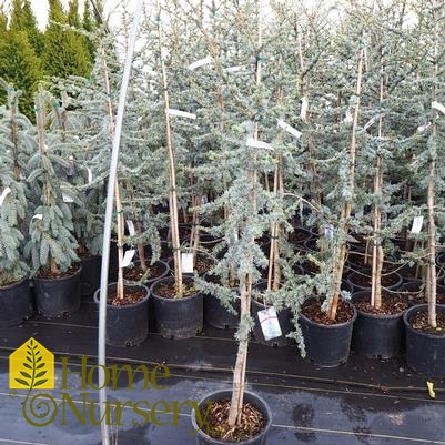 Cedrus atlantica 'Glauca'