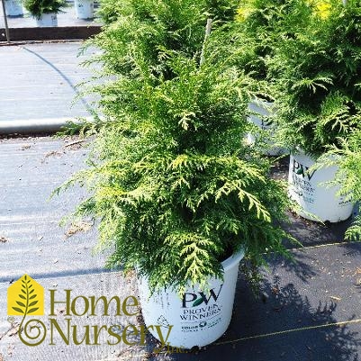 Chamaecyparis pisifera Soft Serve®