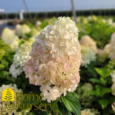 Hydrangea paniculata Quick Fire Fab®