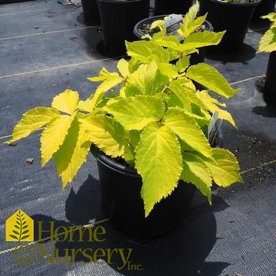 Aralia cordata 'Sun King'