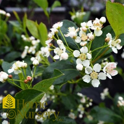 Aronia melanocarpa Iroquois Beauty™