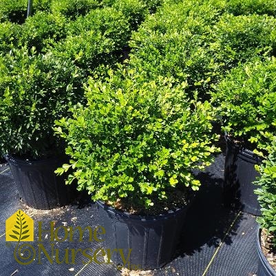 Buxus sinica var. insularis 'Franklin's Gem'