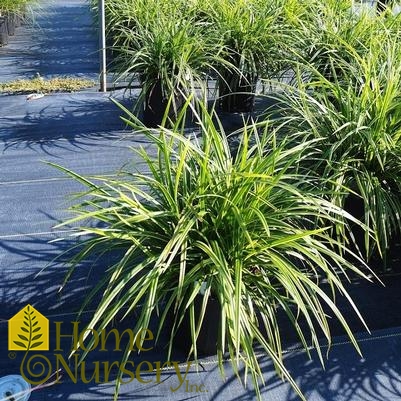 Carex morrowii 'Ice Dance'