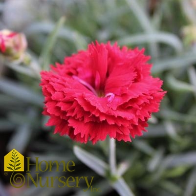 Dianthus x Fruit Punch® 'Maraschino'