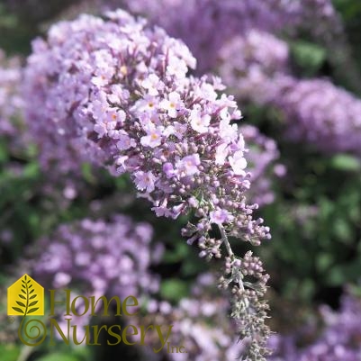 Buddleia x 'Grand Cascade'