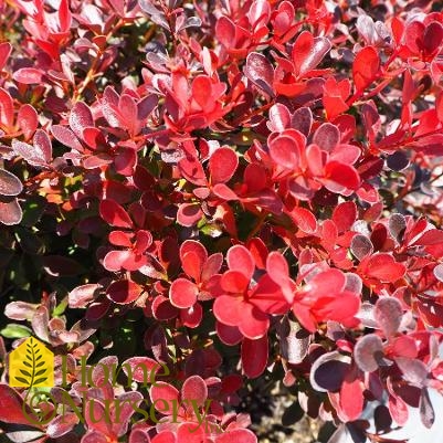 Berberis thunbergii 'Crimson Pygmy'