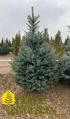 Picea pungens 'Fat Albert'