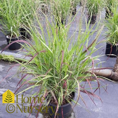 Panicum virgatum 'Shenandoah'