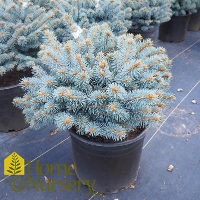 Picea pungens 'Globosa' - low standard