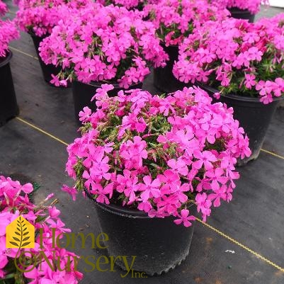 Phlox subulata 'Emerald Pink'