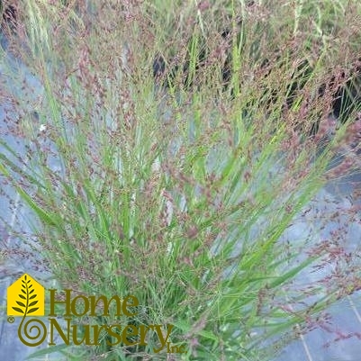 Panicum virgatum 'Purple Tears'