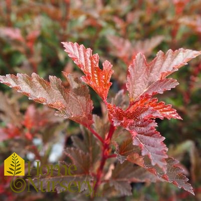 Physocarpus opulifolius Summer Wine®