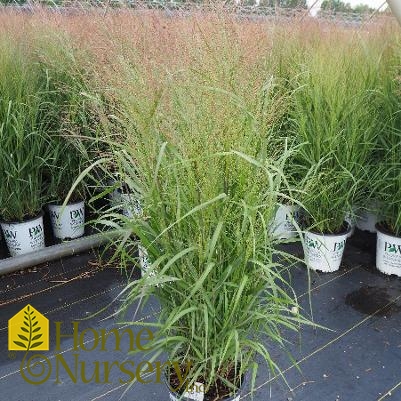 Panicum virgatum Prairie Winds® 'Apache Rose'