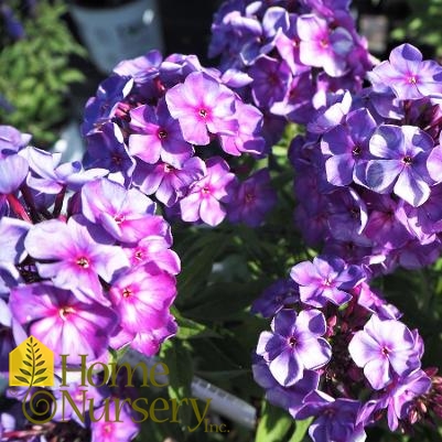 Phlox paniculata Candy Store® Grape Lollipop™